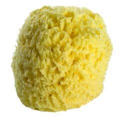 5-inch-sponge