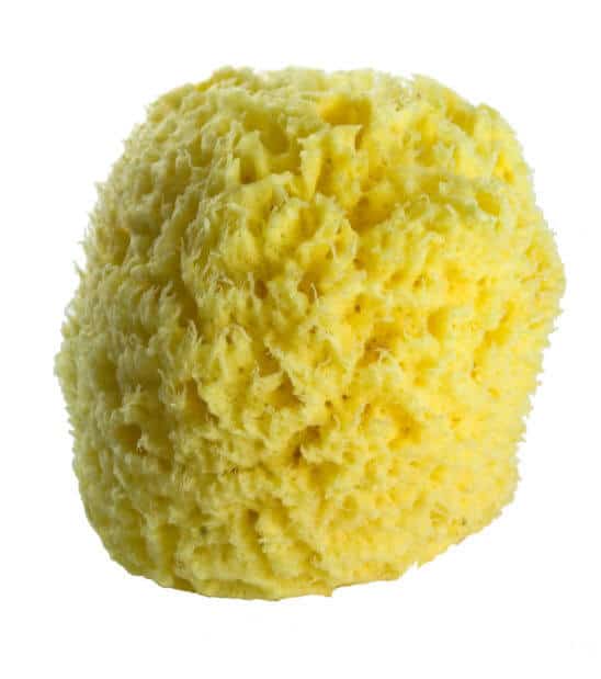 5-inch-sponge